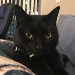 Meet your Posher, Triniti